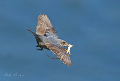 Blue Rock Thrush (Monticola solitarius) 