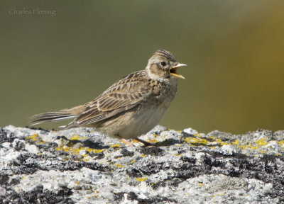Skylark