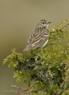 Tree Pipit