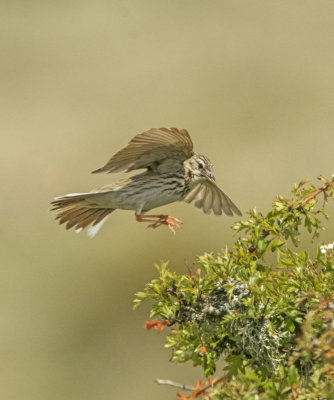 Tree Pipit