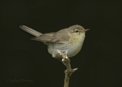 Willow Warbler