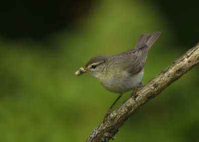 Willow Warbler