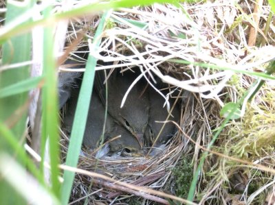 Willow Warbler nest.