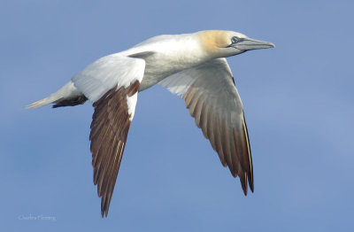 Northern gannet - Morus bassanus