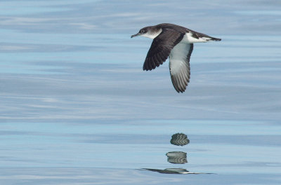 Manx Shearwater