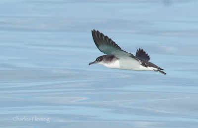 Manx Shearwater
