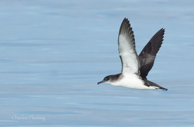 Manx Shearwater