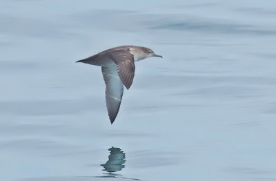 Balearic shearwater (Puffinus mauretanicus) 