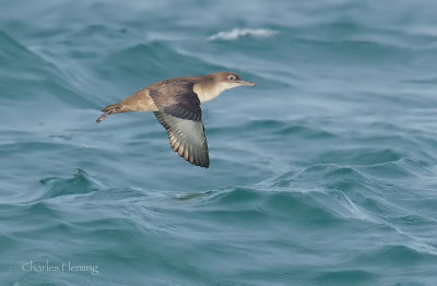 Balearic shearwater (Puffinus mauretanicus) 