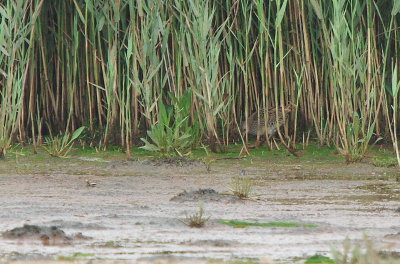 Seaton Wetlands