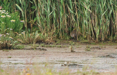Seaton Wetlands