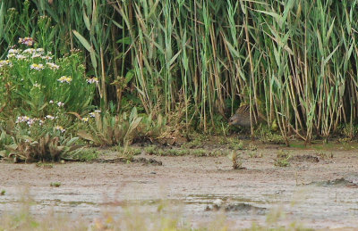 Seaton Wetlands