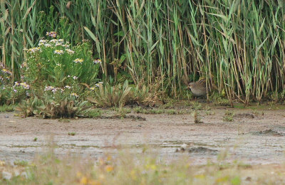 Seaton Wetlands