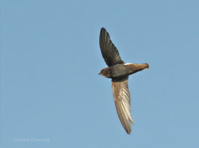 Little swift - Apus affinis, South Africa