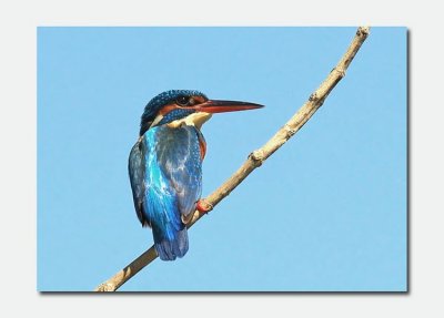 Kingfisher - Acedo athis taprobana