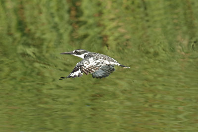 Pied Kingfisher (Ceryle rudis) 