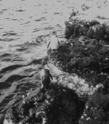 Galapagos Penguin - Spheniscus mendiculus