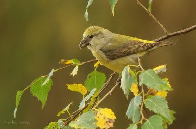 Crossbill