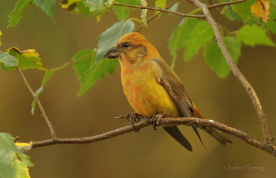 Crossbill