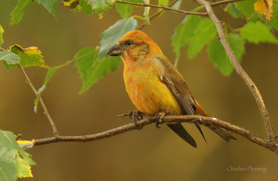 Crossbill