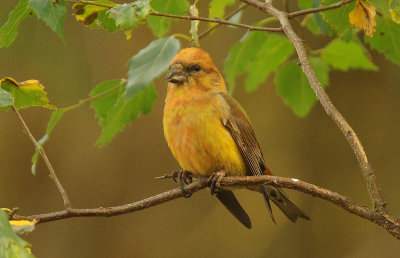 Crossbill