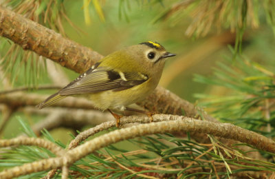 Goldcrest