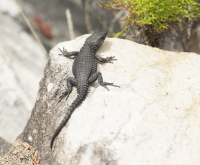 The black girdled lizard, Cordylus niger,