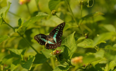 Common Blue Bottle.jpg