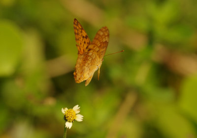 Common Leopard 3.jpg