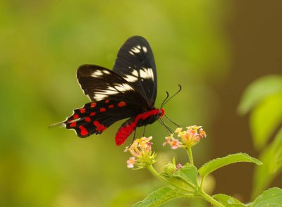 Sri Lankan Butterflies