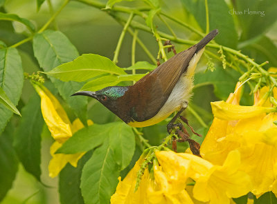 Purple pumped sunbird