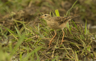 Paddyfield pipit, or Oriental pipit -  Anthus rufulus