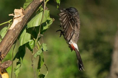 Red-vented Bulbul (Pycnonotus cafer)