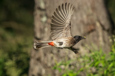 Red-vented Bulbul (Pycnonotus cafer)