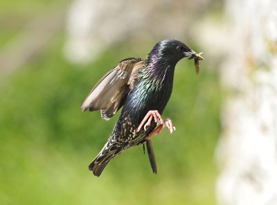 IMGP3866_edited-1.jpg