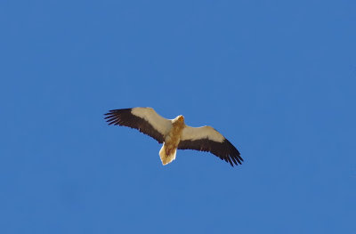 Egyptian Vulture