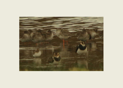 Spotted Redshank.jpg