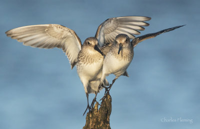 Dunlin