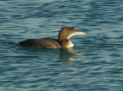 Great Northern Diver - Gavia immer