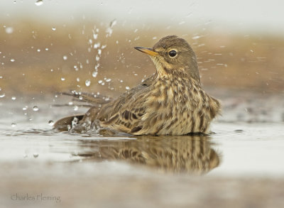 Rock Pipit