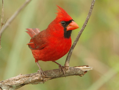 Northern Cardinal -Cardinalis cardinalis