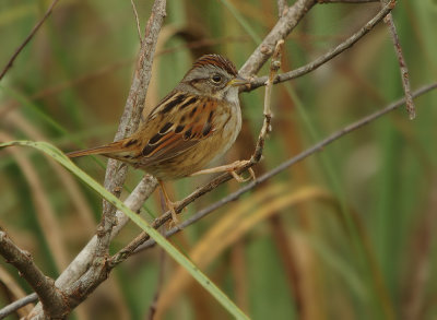 Swamp sparrow -Melospiza georgiana