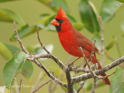 Northern Cardinal