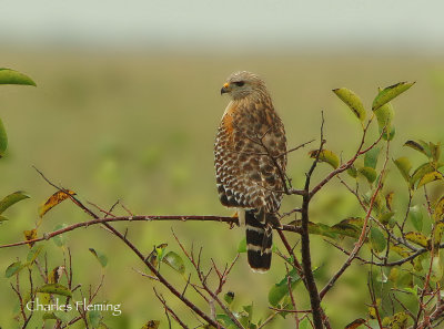 Red-shouldered Hawk (Buteo lineatus) 