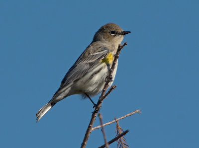 Dendroica coronata