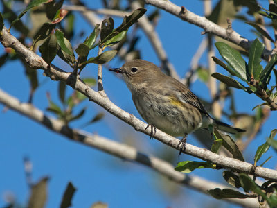 Dendroica coronata