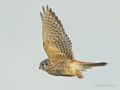 American Kestrel