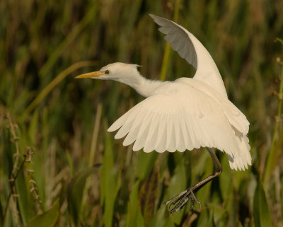 Cattle Egret