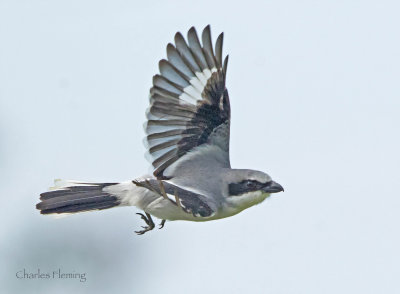 Loggerhead Shrike