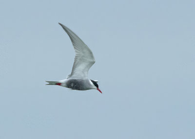 Whiskered Tern